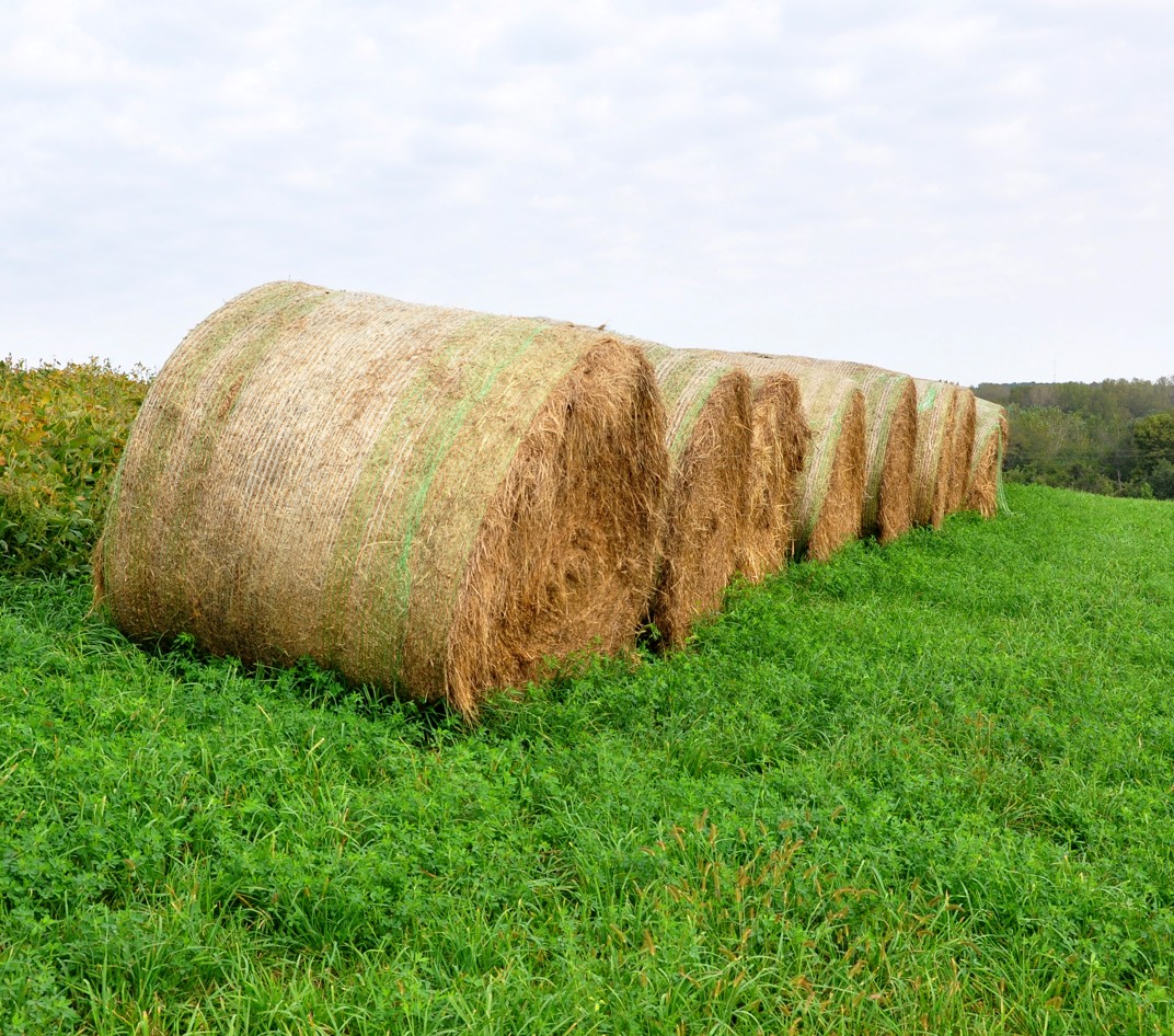 Conservation Crop Rotation photo 2