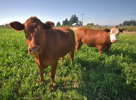 Cover Crops photo 2