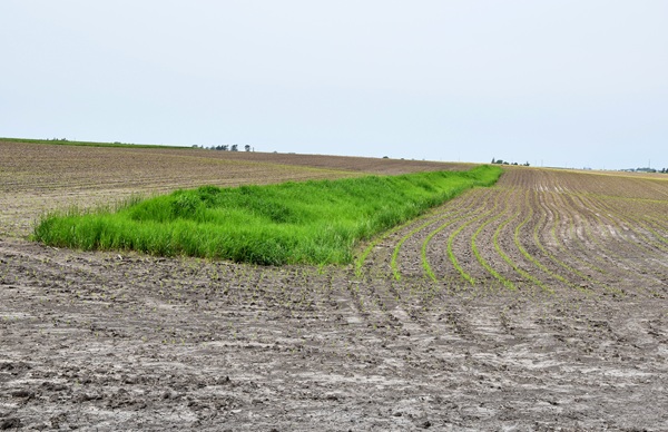 Critical Area Planting photo 2