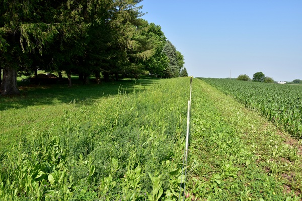 Field Border photo 2