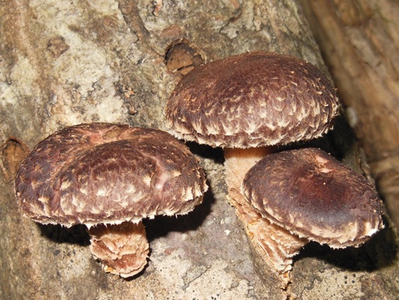 Forest Farming photo 2