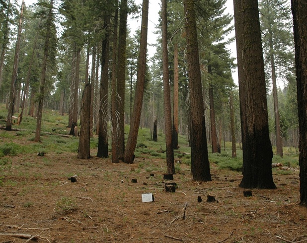 Forest Stand Improvement photo 2