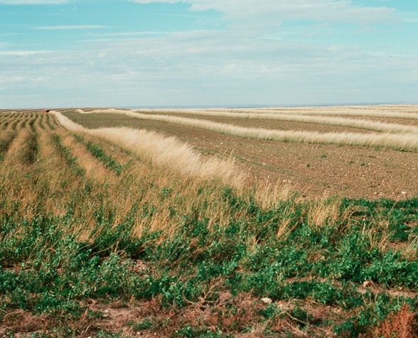 Herbaceous Wind Barriers photo 2