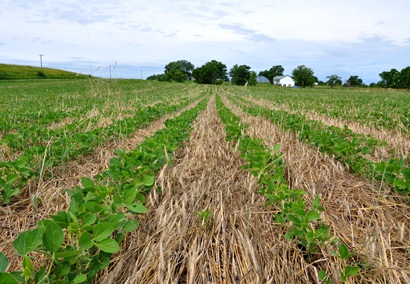 No-Till photo 2