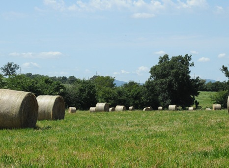 Pasture and Hay Planting photo 2