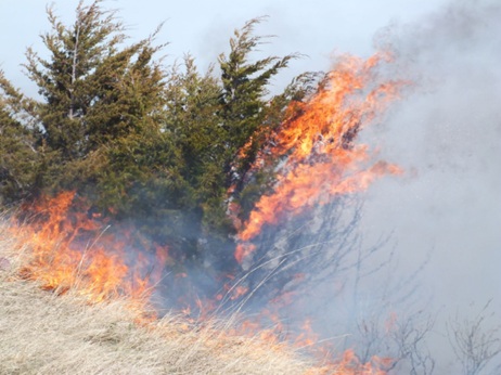 Prescribed Burning photo 2