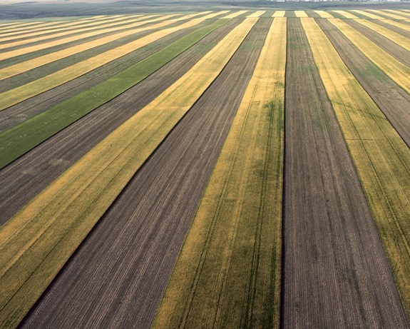 Strip Cropping photo 2