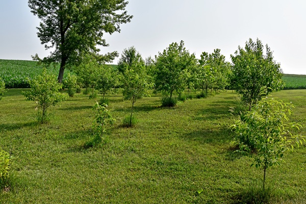 Tree/Shrub Establishment photo 2