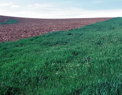 Vegetative Barriers photo 2
