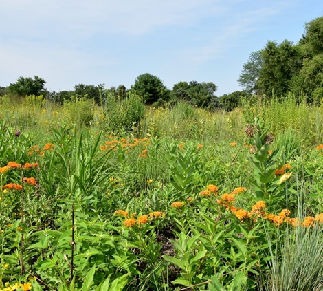 Wildlife Habitat Planting photo 2