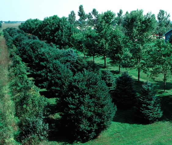 Windbreaks photo 2