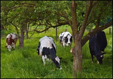 Agroforestry photo 2